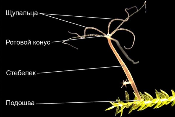 Ошибка на сервере кракен
