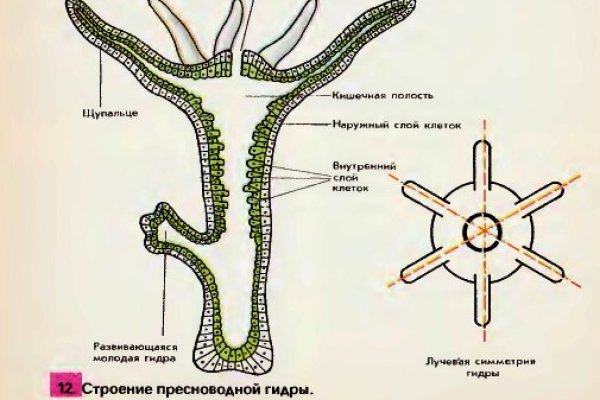 Kraken com зеркало