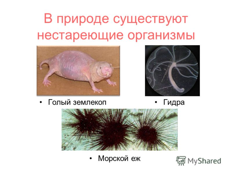 Маркет кракен маркетплейс